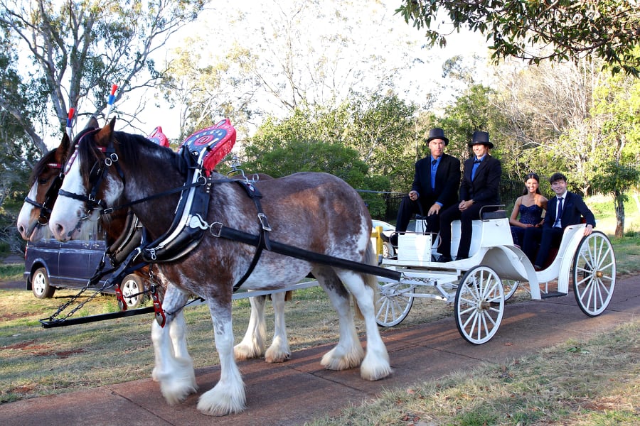 pair of draught horses and school formal carriage